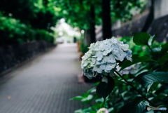 紫陽花小径4