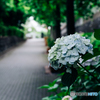紫陽花小径4