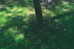 紫陽花寺4