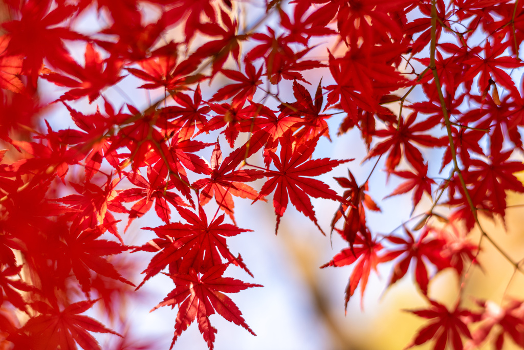 Autumn has come.