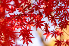 Autumn has come.