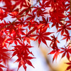 Autumn has come.