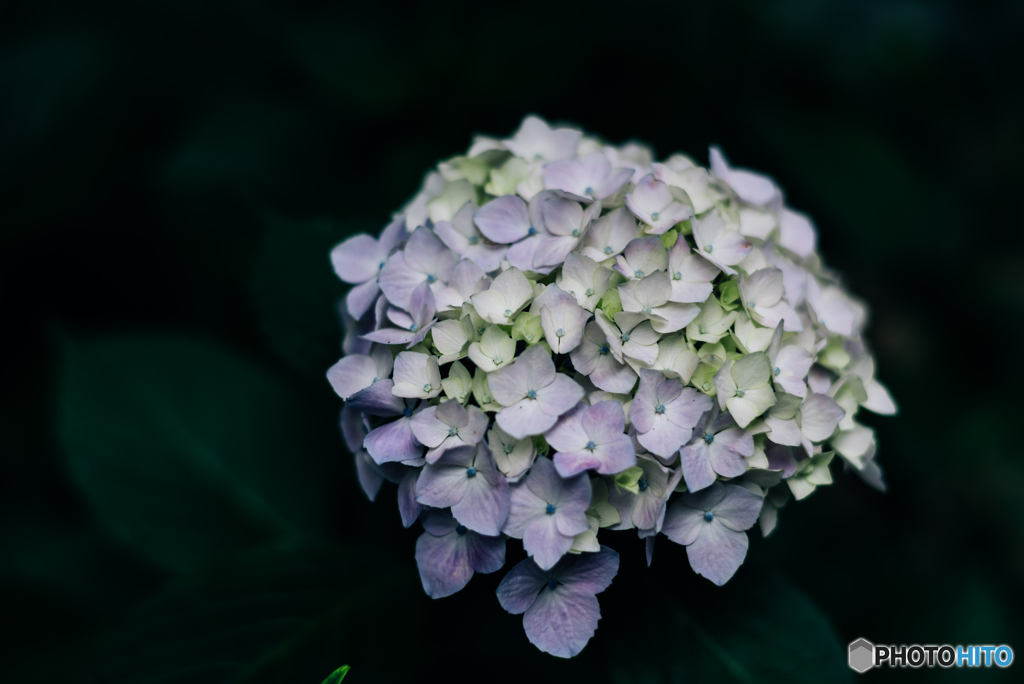 紫陽花小径3