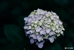 紫陽花小径3