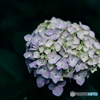 紫陽花小径3