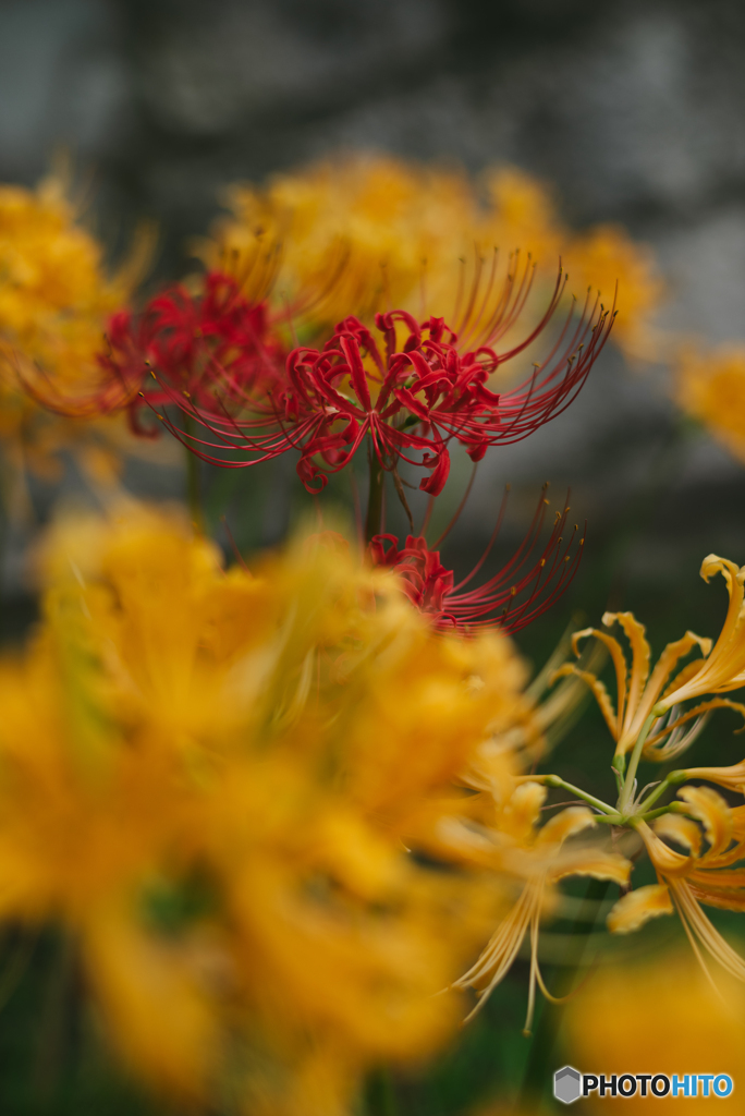 Red in yellow
