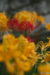 Red in yellow