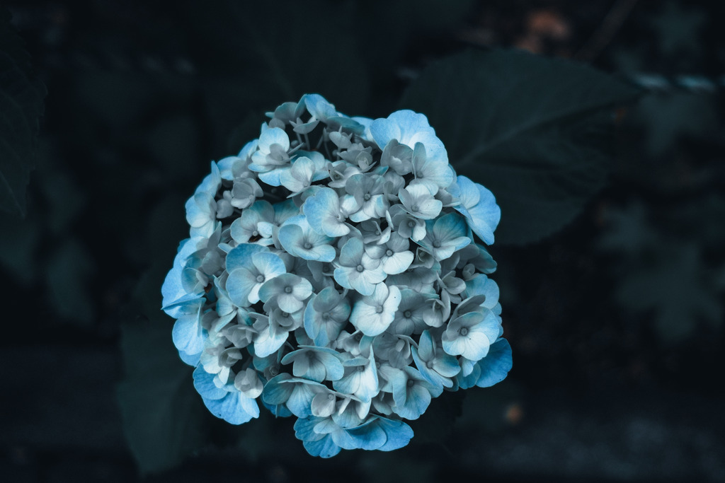 紫陽花小径8