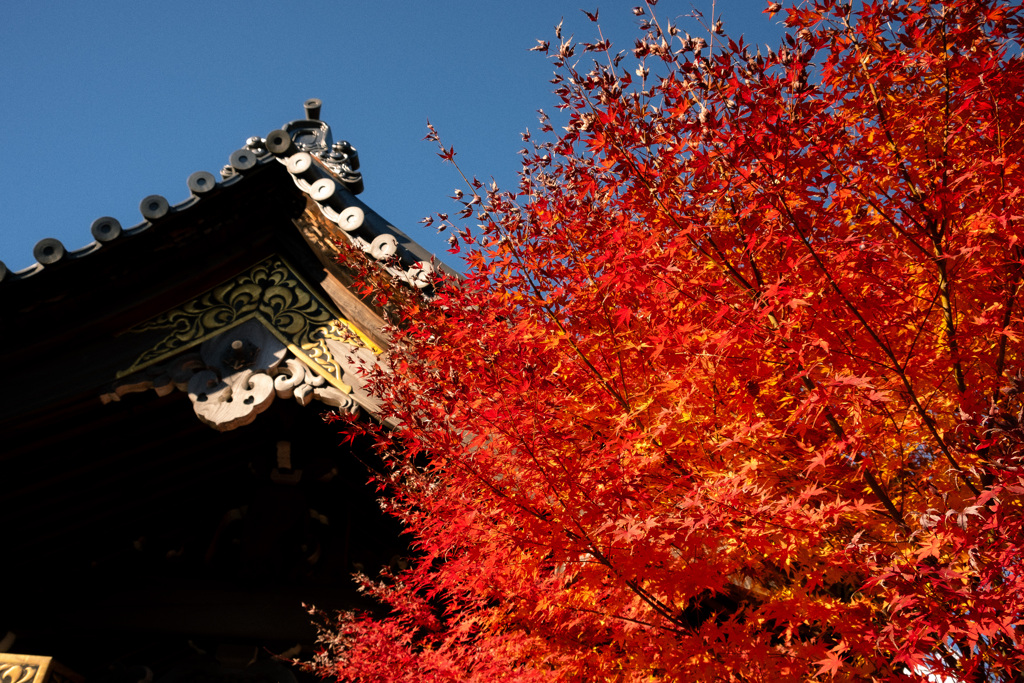 Autumn has come