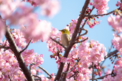 春が来た1