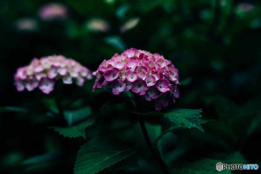 紫陽花小径6
