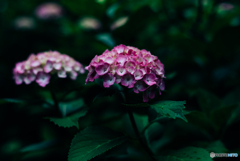 紫陽花小径6