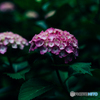 紫陽花小径6