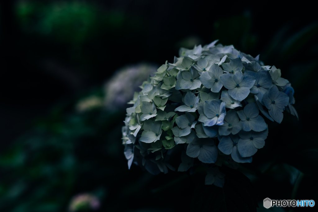 紫陽花小径5