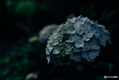 紫陽花小径5