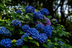 紫陽花寺7