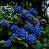 紫陽花寺7