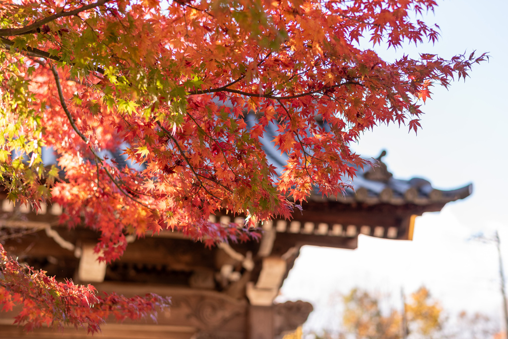 Autumn has come