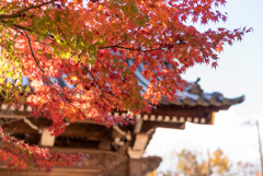 Autumn has come