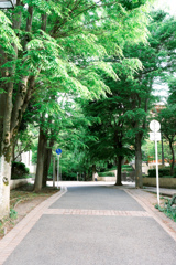 新緑