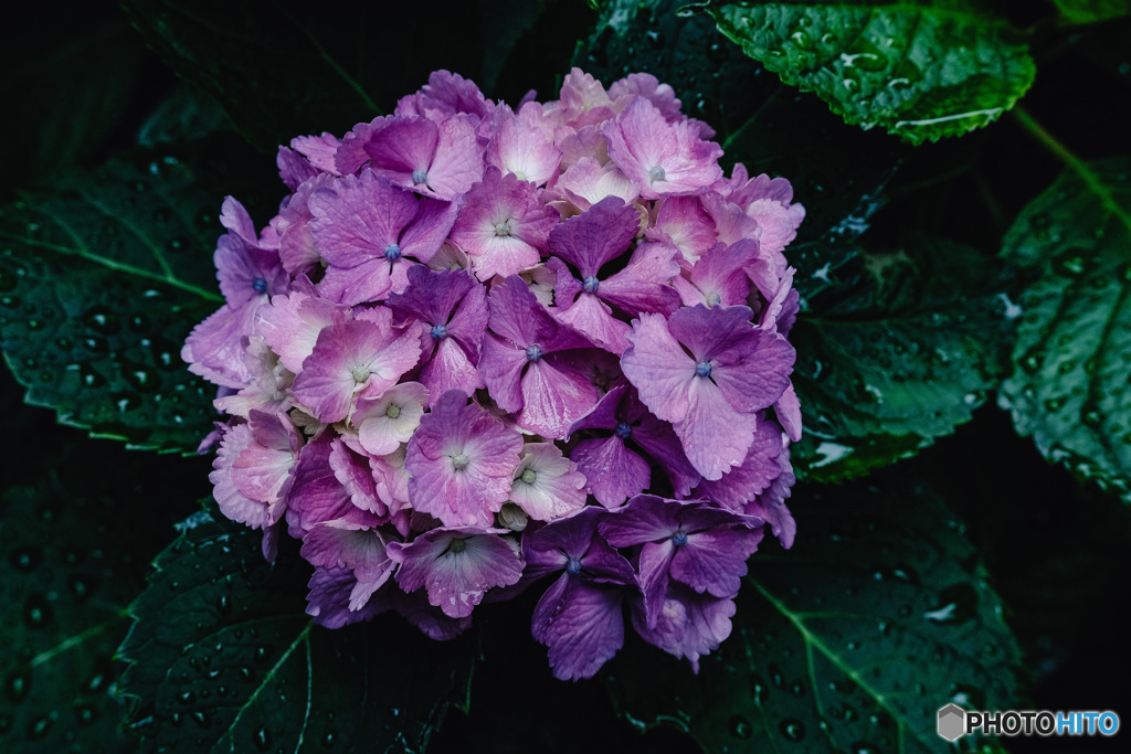 紫陽花小径14