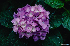 紫陽花小径14