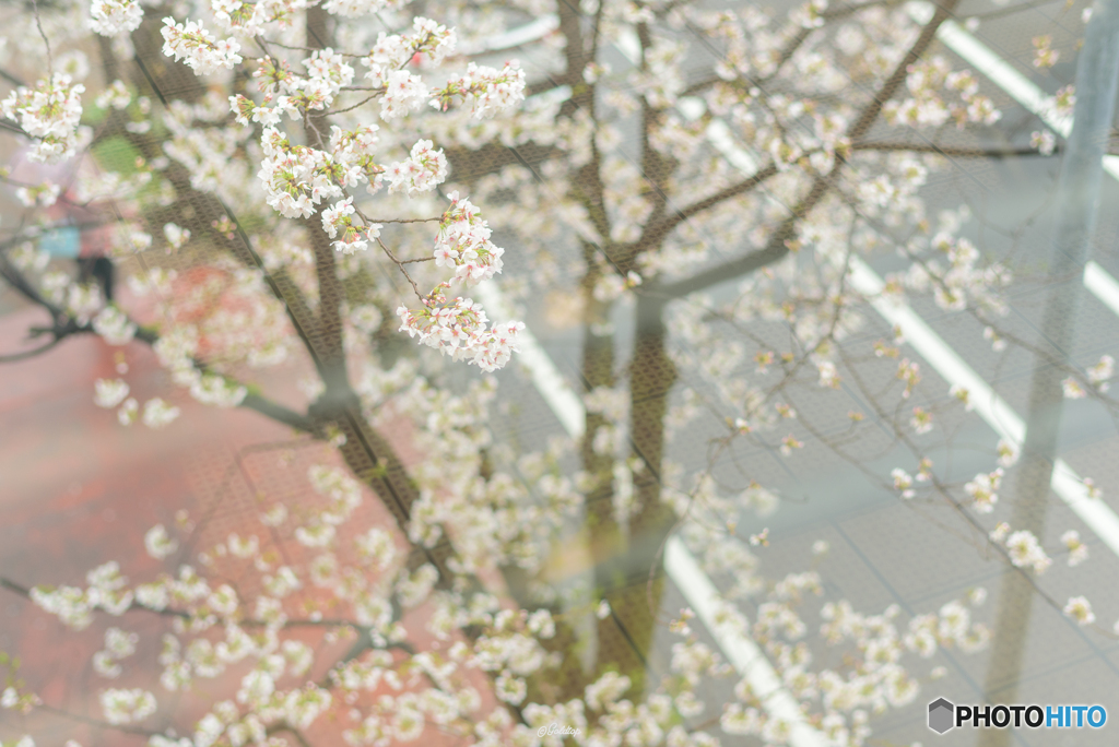 桜雨4