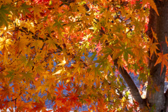 Autumn has come