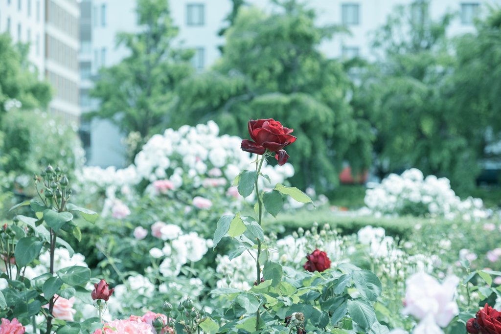 Rose garaden