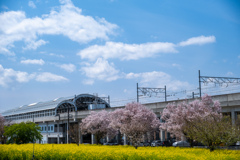 春満開5