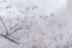 桜雨2