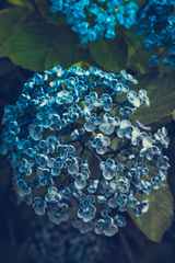 紫陽花城