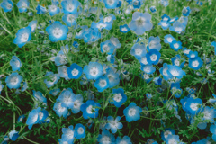 ちいさな蒼い花