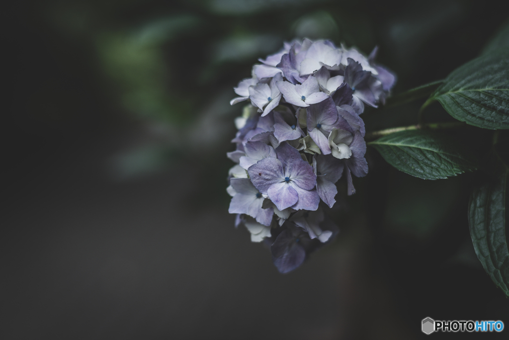 紫陽花小径2