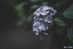 紫陽花小径2