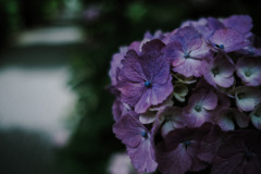 紫陽花小径11