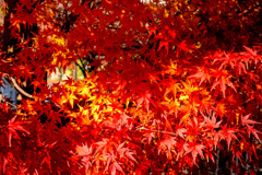 Autumn has come
