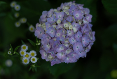 紫陽花寺2