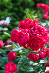 Rose garaden