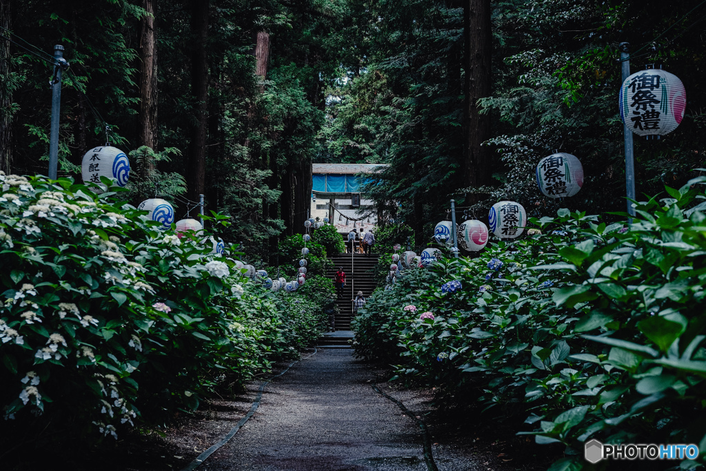 紫陽花神社4