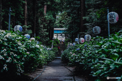 紫陽花神社4