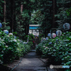 紫陽花神社4