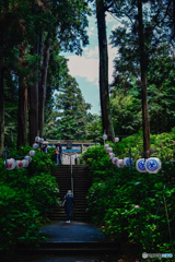 紫陽花神社1