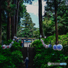 紫陽花神社1