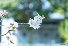 Bloom.