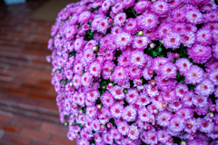 Pink!