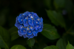 紫陽花寺1
