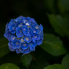 紫陽花寺1