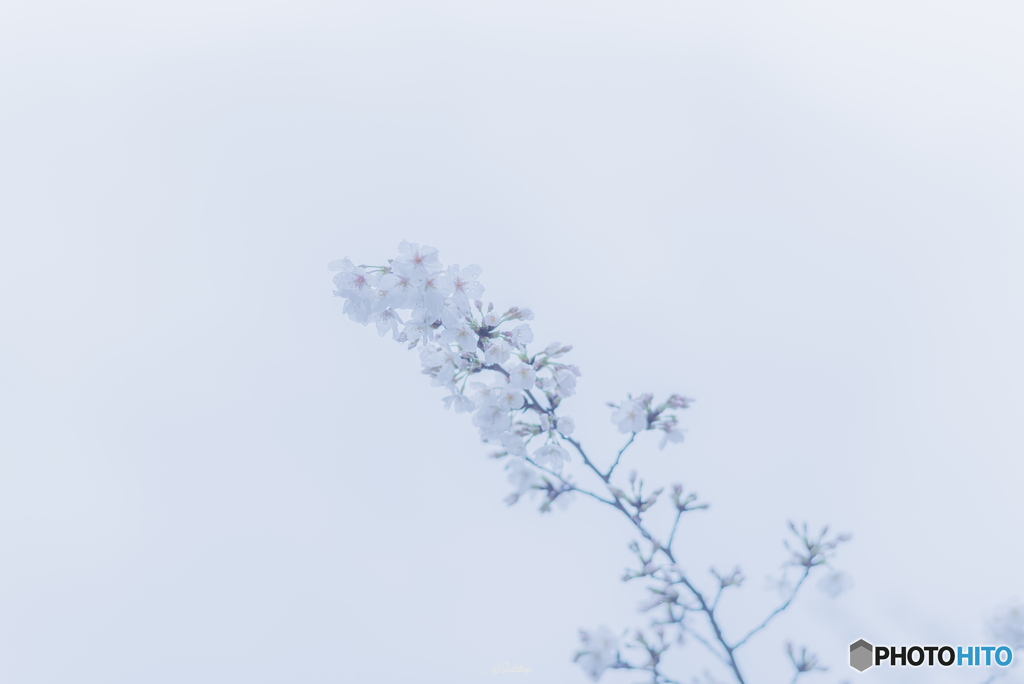 桜雨1