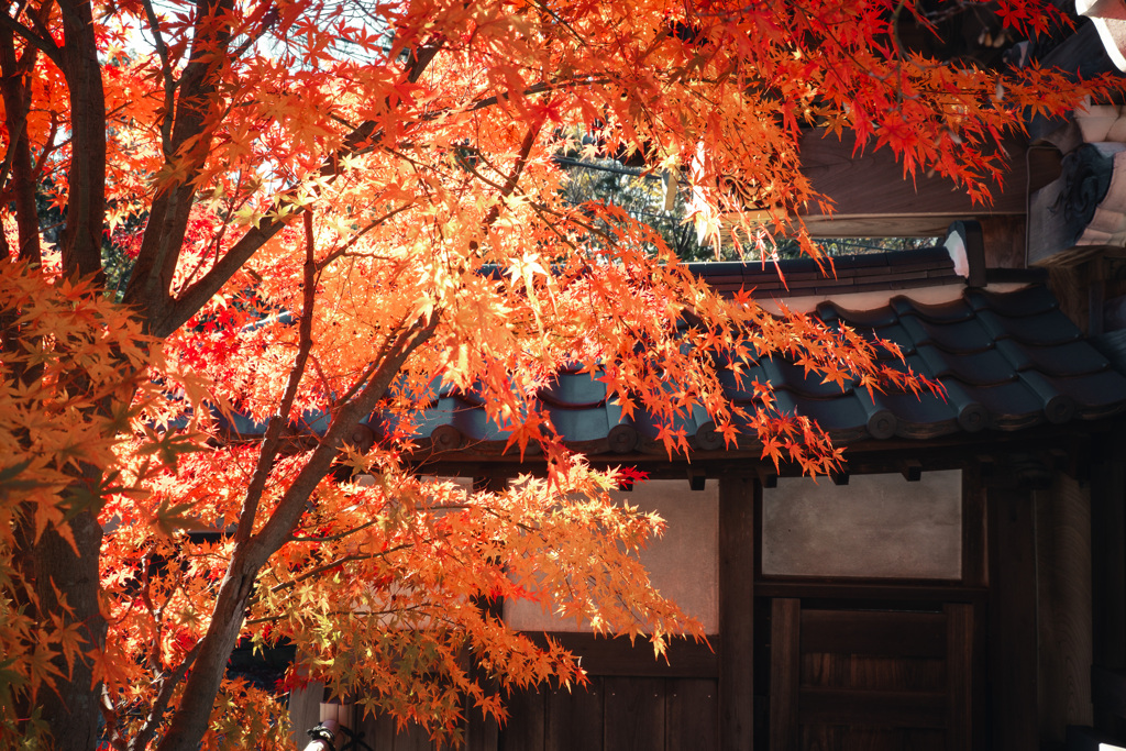 Autumn has come